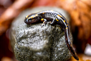 Young fire salamander (Salamandra salamandra) leaving water in which it grew up as a larva for the first time. Baby amphibian with a length of 5 cm goes ashore. Macro close up of black-yellow animal.