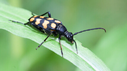 beetle on a leaf