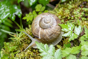 Serene snail meandering through vibrant mossy forest floor