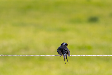 Hirondelle © Xavier Cotton