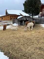 Alpacas in the snow