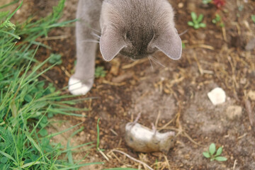 Cat catches a mouse. Cat catching a mice outdoors in a garden backyard. Gray kitten playing with captive little gerbil mouse in a grass. Cats&mice. Stripped feline hunting the mouse on a farm.