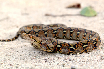 Raticulathus python snake in the ground