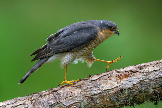 Eurasian sparrowhawk (Accipiter nisus) walking on branch