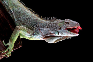 Green iguana with black background