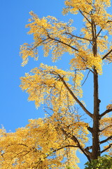 Fototapeta premium 紅葉したイチョウの木と青空