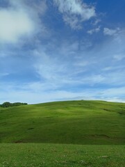 green field and blue sky