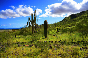 Sonora Desert Arizona Picacho Peak State Park