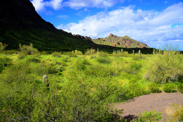 Sonora Desert Arizona Picacho Peak State Park