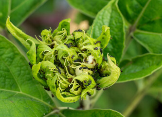 close up of a plant