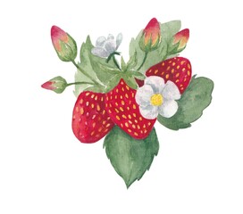 Strawberry watercolor illustration isolated on white background.