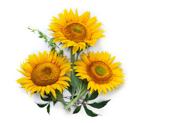 Fototapeta premium Flowers sunflower ( Helianthus annuus ) with leaves on white background with space for text. Top view, flat lay