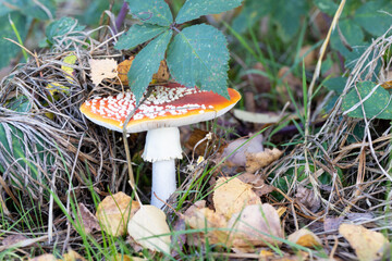 A red and white mushroom can be spotted growing amidst the grass in natural landscape. It belongs to the agaricaceae family and is an edible fungus