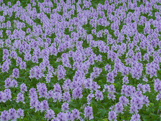 Obraz premium field of purple and yellow flowers