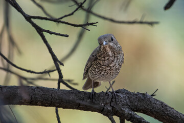 Female blue-capped rock thrush in Binsar in Uttarakhand, India