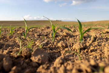 a field with a corn harvest in the evening