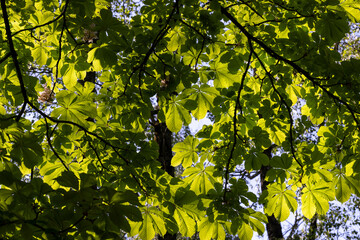 a flowering chestnut tree in spring