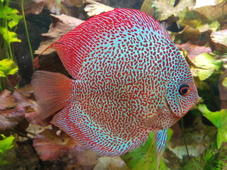 Symphysodon (colloquially known as discus or discus fish) is a genus of cichlids native to the...