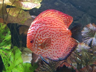 Symphysodon (colloquially known as discus or discus fish) is a genus of cichlids native to the...