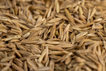 mixed seeds of perennial and annual grass for lawn