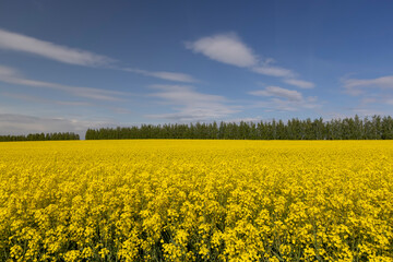 Fototapeta premium beautiful yellow rapeseed flowers in sunny weather