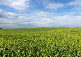 Fototapeta premium beautiful green wheat sprouts in sunny weather