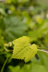 grape plantation with green leaves of grapes in summer