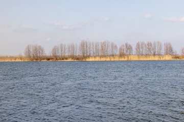 the lake and plants growing on the shore in the spring