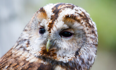 Portrait of a Tawny Owl