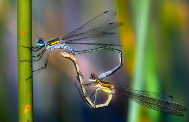 Close-Up of Male and Female Emerald Damselflies (Lestes Sponsa) Mating on a Straw, Forming a Heart