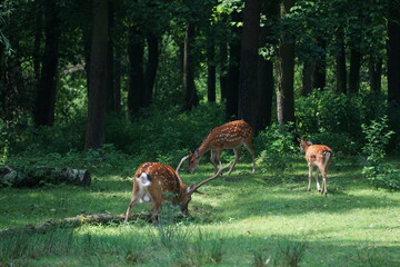 Jeleń jest zwierzęciem o harmonijnej budowie ciała. Samce noszą poroże nadające ich sylwetce swoiste piękno. © Sławek