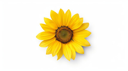 Detailed sunflower cut out piece for crafts and decorations.