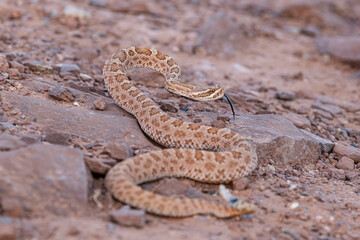 A midget faded rattlesnake in strike position and tasting the air with its tongue on the rocky ground of Monument Valley in Utah