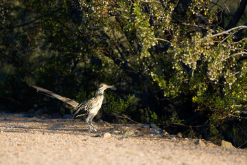 A Greater Roadrunner running through the Sonoran Desert of ArizonaA Greater Roadrunner running through the Sonoran Desert of Arizona