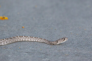 Closeup of a western diamond back snake on pavement.