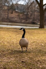 Lone Canada goose standing on grass with a blurred background of trees and a lake.
