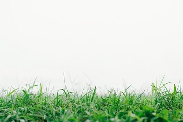 Fototapeta premium Grass lawn isolated on white