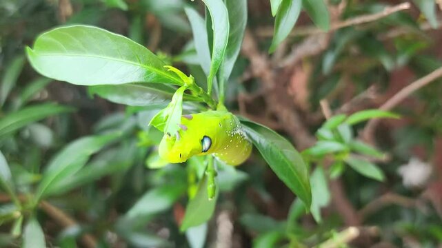 A small green inchworm is eating the tree leaf. Animal action in nature 4K footage, close-up and selective focus.