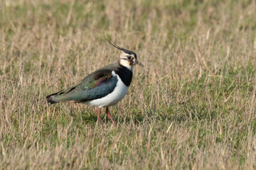 Vanneau huppé,.Vanellus vanellus, Northern Lapwing