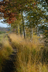 Fototapeta premium Molinia altissima subsp. arundinacea, Graminée, Forêt de Rambouillet; 78, Yvelines, France