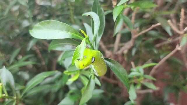 A small green inchworm is eating the tree leaf. Animal action in nature 4K footage, close-up and selective focus.