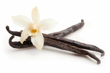An orchid flower and a vanilla pod isolated on a white background