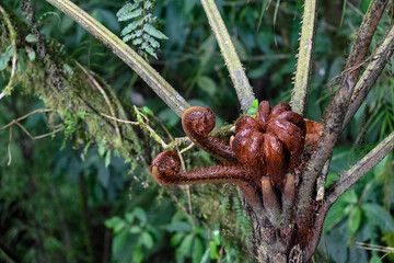 rainforest plants in the Monteverde rigion in Costa Rica