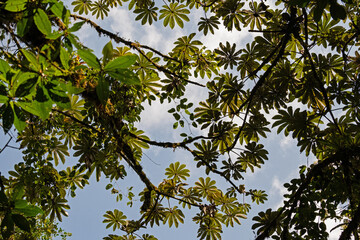 rainforest plants in the Monteverde rigion in Costa Rica