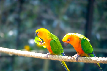 A close view of two parakeets