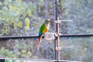 A Green parakeet is sitting