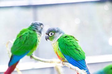 Two green parakeets are sitting for taking food in india