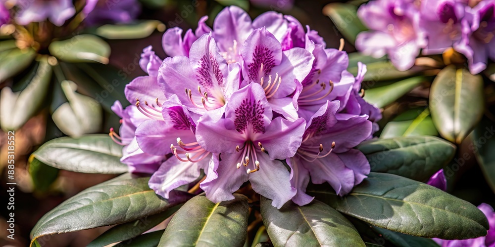 Sticker Close-up of a vibrant purple rhododendron flower in bloom, rhododendron, flower, nature, flora, purple, plant, garden