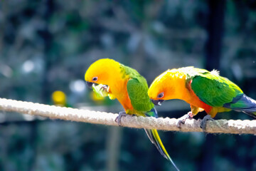 Two green parakeets are sitting for taking food in the park of india