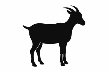 goat on white